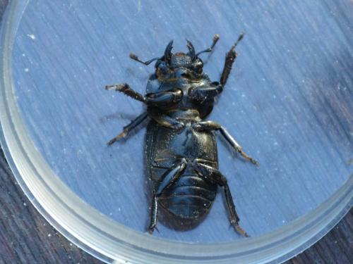 Réf. 234 376 : Dorcus parallelipipedus